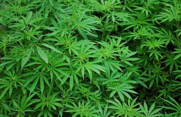 Cannabis Cannabis