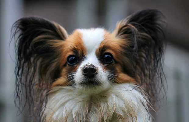 Hund