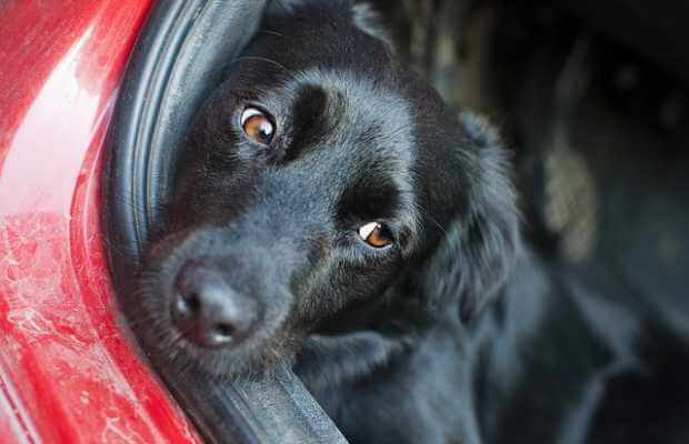 Hunde, Im