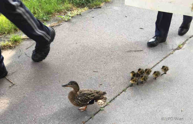 Polizei und Entenfamilie Polizei und Entenfamilie