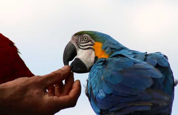 Papagei