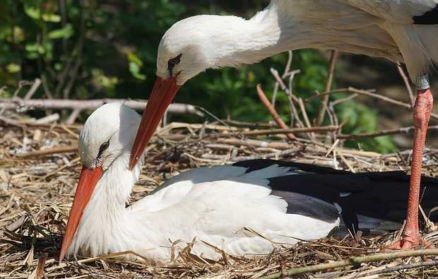stork-1361221_640