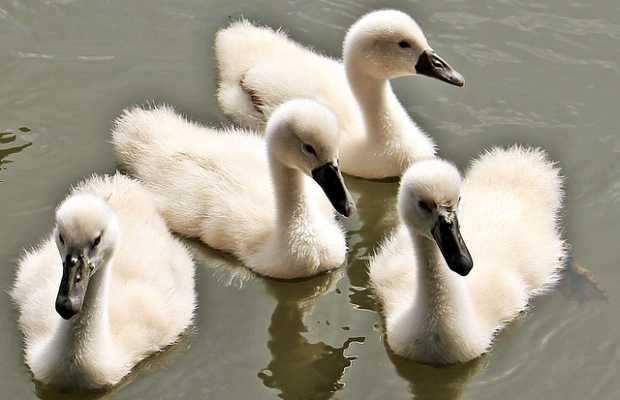 Schwan