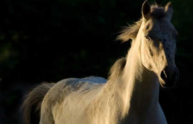 Pferd