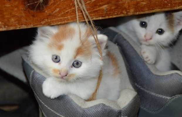 Katzen