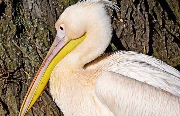 Pelikan