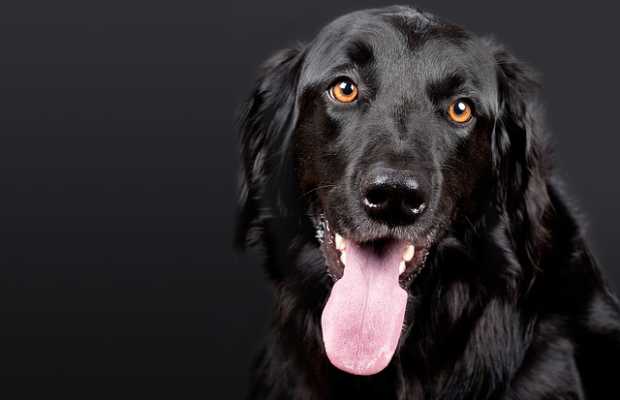 Hund