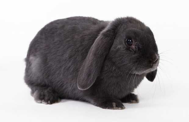 Osterhase