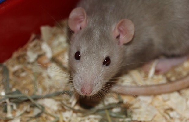 Ratten