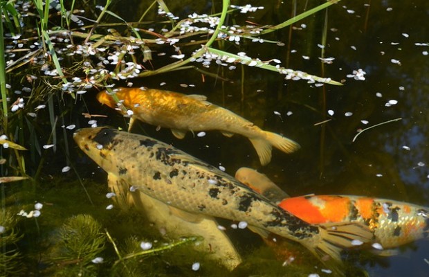 Fischteich