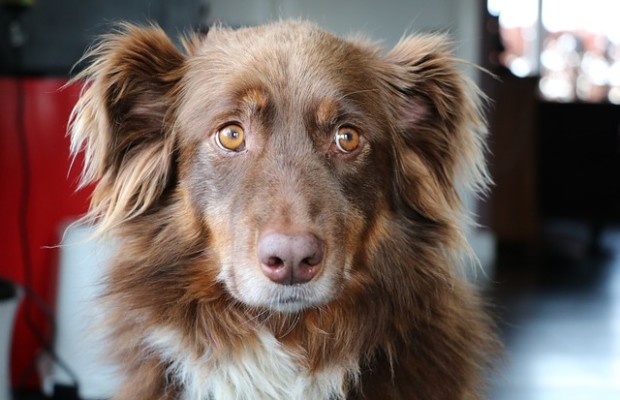 Hund