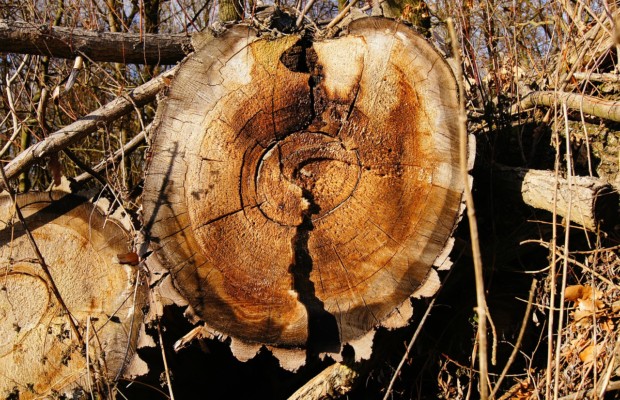 Baum