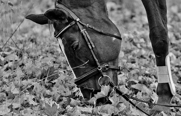 Reiten