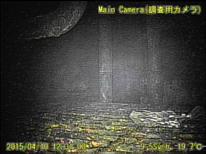 Fukushima Bild aus der nuklearen Hölle Ein Screenshot aus dem Video: Die innere Reaktorprimärsicherheitshülle wird untersucht. Hier hat es 9,5 Sv/h, ein Mensch wäre in eine Stunde tot! | ©: TEPCO & Internationales Forschungsinstitut für Stilllegung kerntechnischer Anlagen