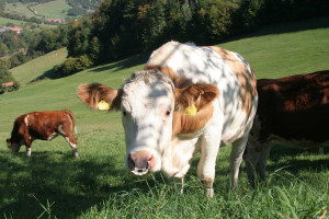Natürliche Weiden - da schmeckts Resi besonders gut Natürliche Weiden - da schmeckts Resi besonders gut