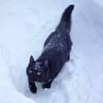 So wie diese Katze sieht unser Gast aus