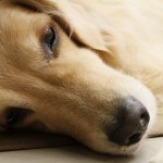hund 1451038044