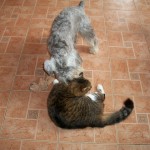 hund und 1451035446