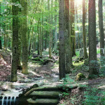 Wasser, Wald und Wetter in der Steinwandklamm