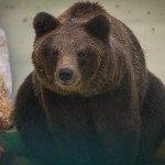 bär 1460389400