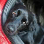 hunde im 1466933619