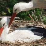 stork 1361221 640