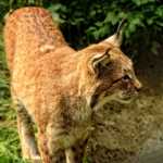 luchs 1467712174