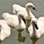schwan 1471715687