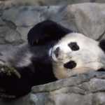 panda 1481294817