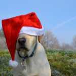 weihnachten 1482691166