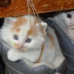 katzen 1489835204