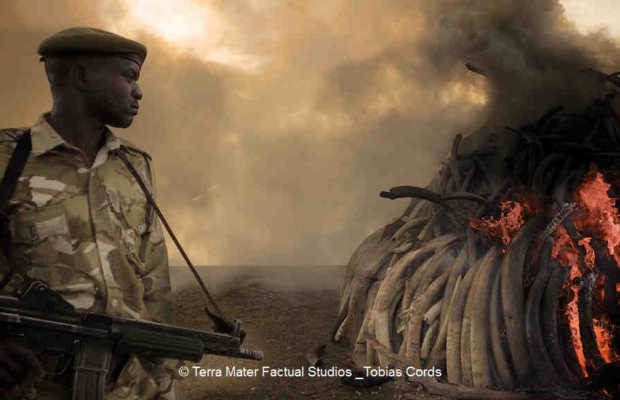 Cinema for Peace Award an Terra Mater Factual Studios