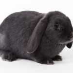 osterhase 1492332436