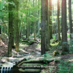 Steinwandklamm