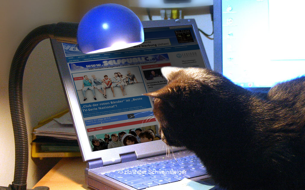 Katze Kipferl liest News auf Zeit im Blick