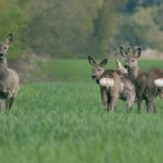 wildwechsel 1507454003