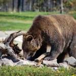 Bär 1509528698