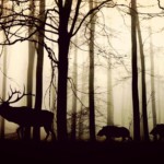 wildtiere 1512041120