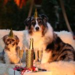 Silvester 1514636712