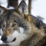 wolf 1515846233