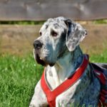 Hund 1526306324