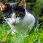 Katze (Symbolbild)