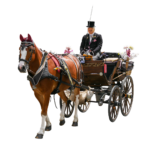 kutsche 1534589705