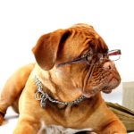 Hund 1537026040