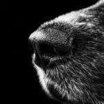 Hund 1538210672