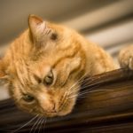 Katze 1537609790