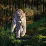 Luchs 1535792405