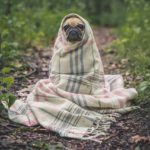 hund 1535964235