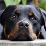 hund rottweiler 1537782208