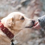 Hund 1540729461